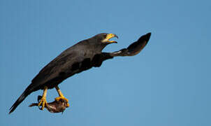 Common Black Hawk