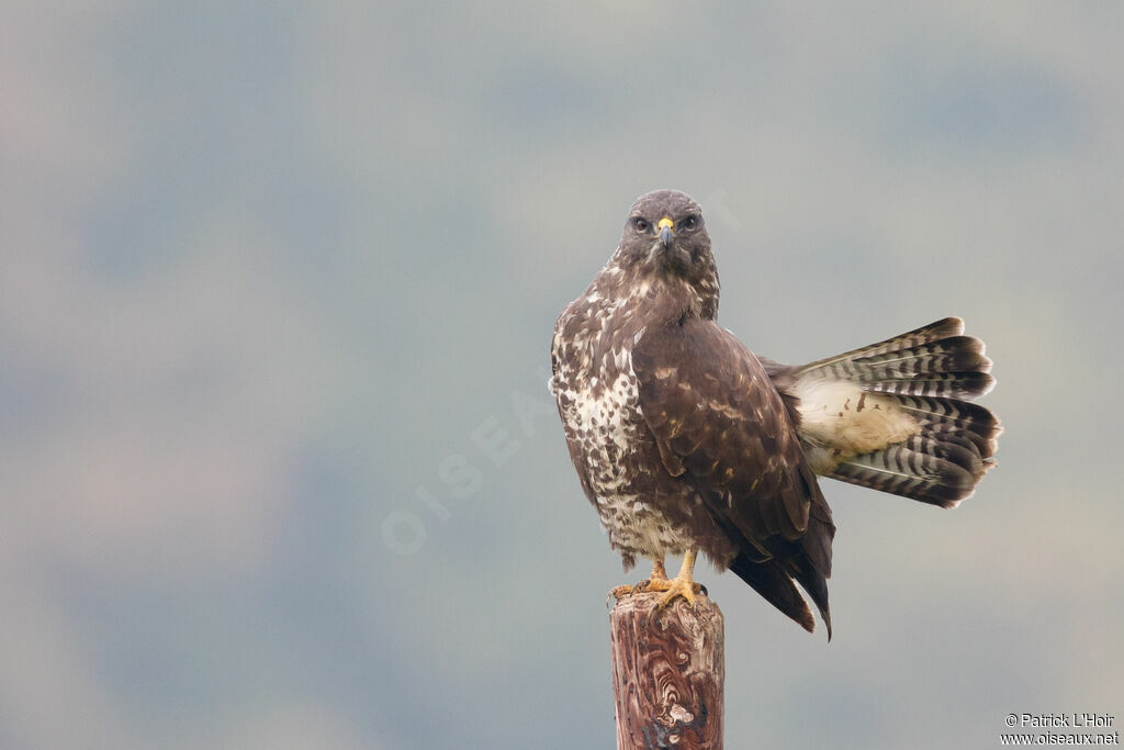 Common Buzzard