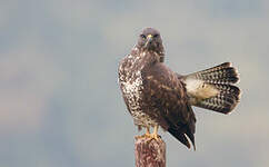 Buse variable