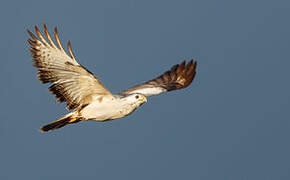 Common Buzzard