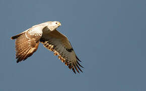 Common Buzzard