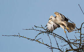 Common Buzzard