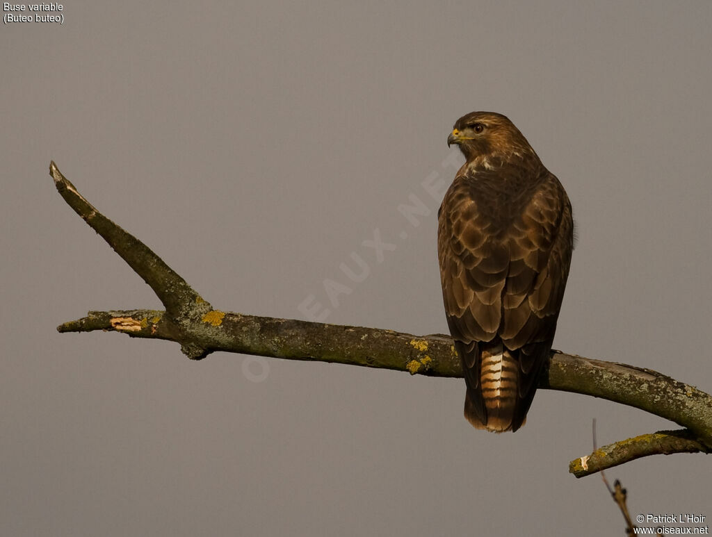 Buse variable