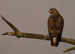 Common Buzzard