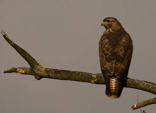 Buse variable