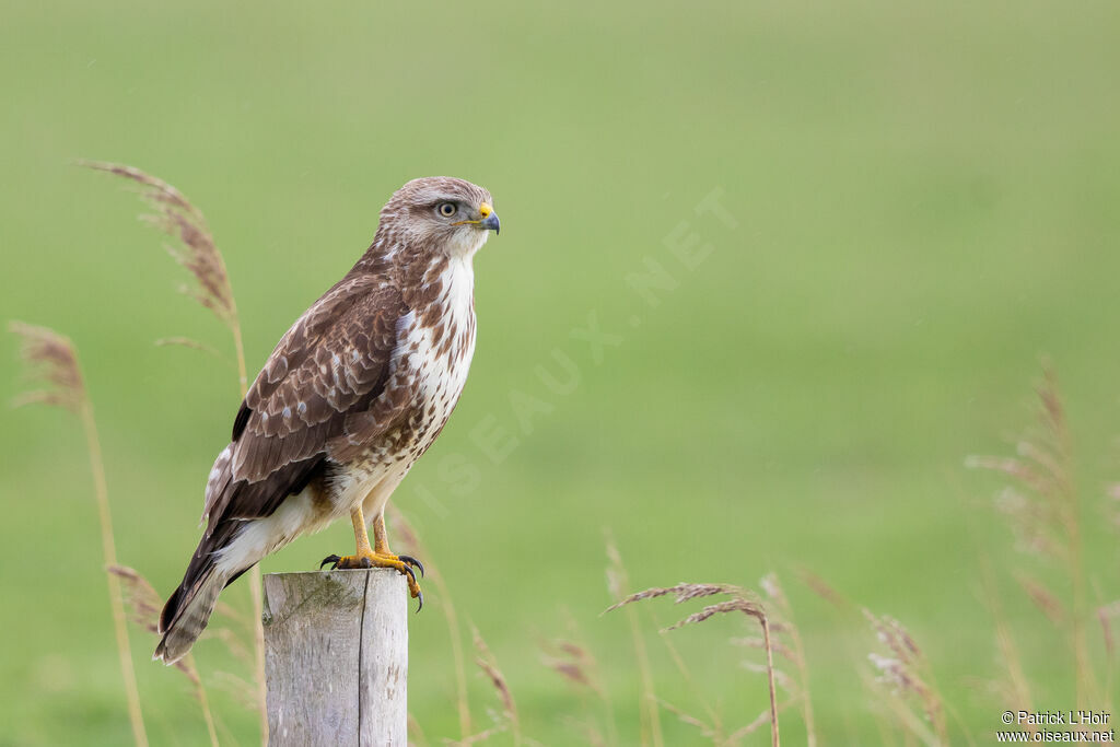 Buse variable