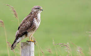 Common Buzzard