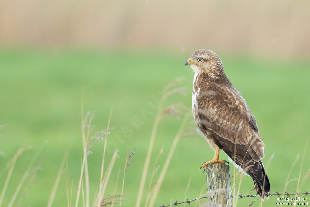 Buse variable