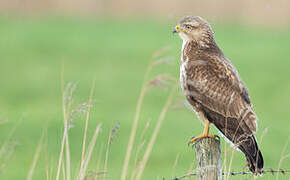 Common Buzzard