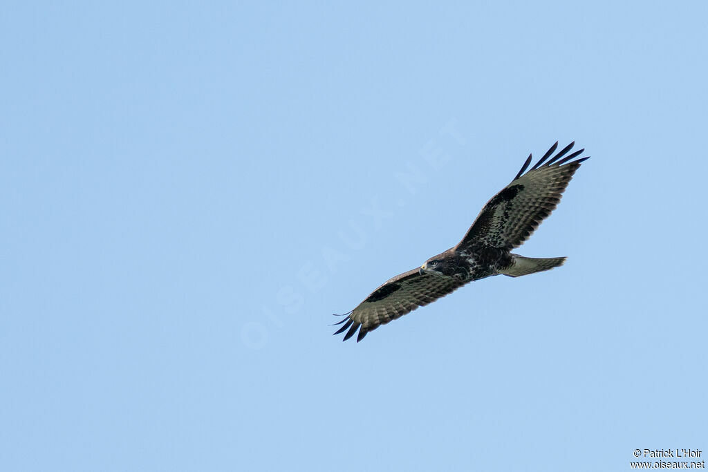 Buse variable