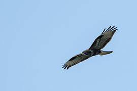 Common Buzzard