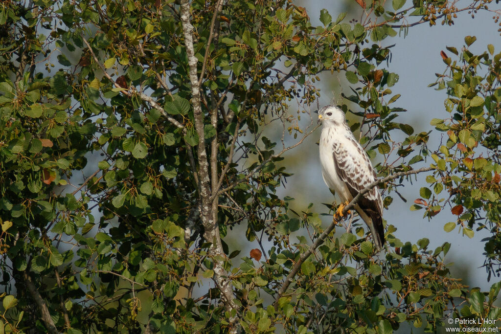 Buse variable