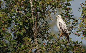 Common Buzzard