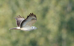 Buse variable