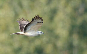 Common Buzzard