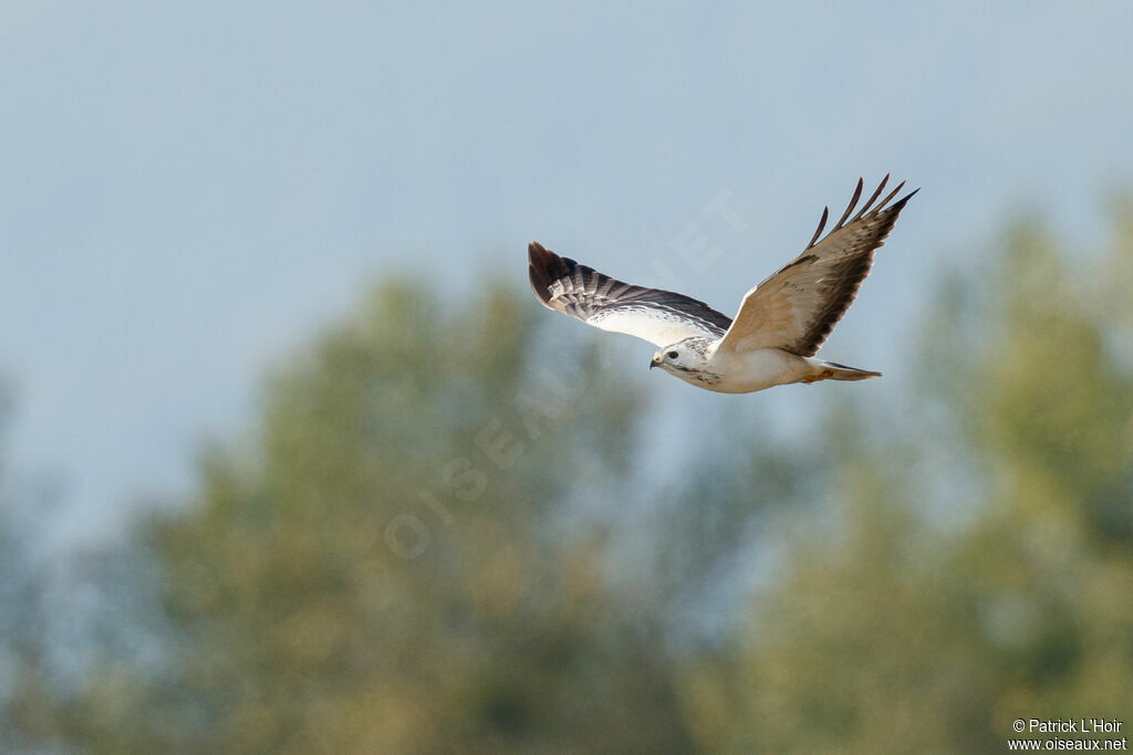 Buse variable