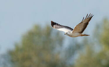 Buse variable