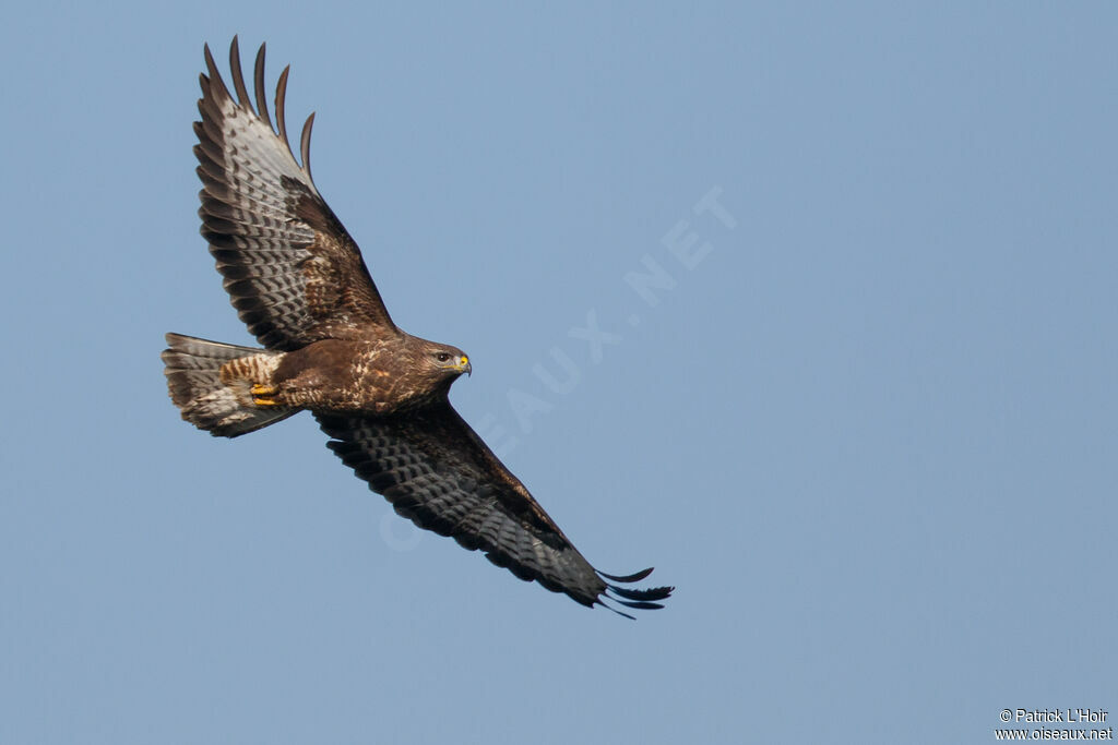 Common Buzzard