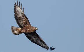 Common Buzzard