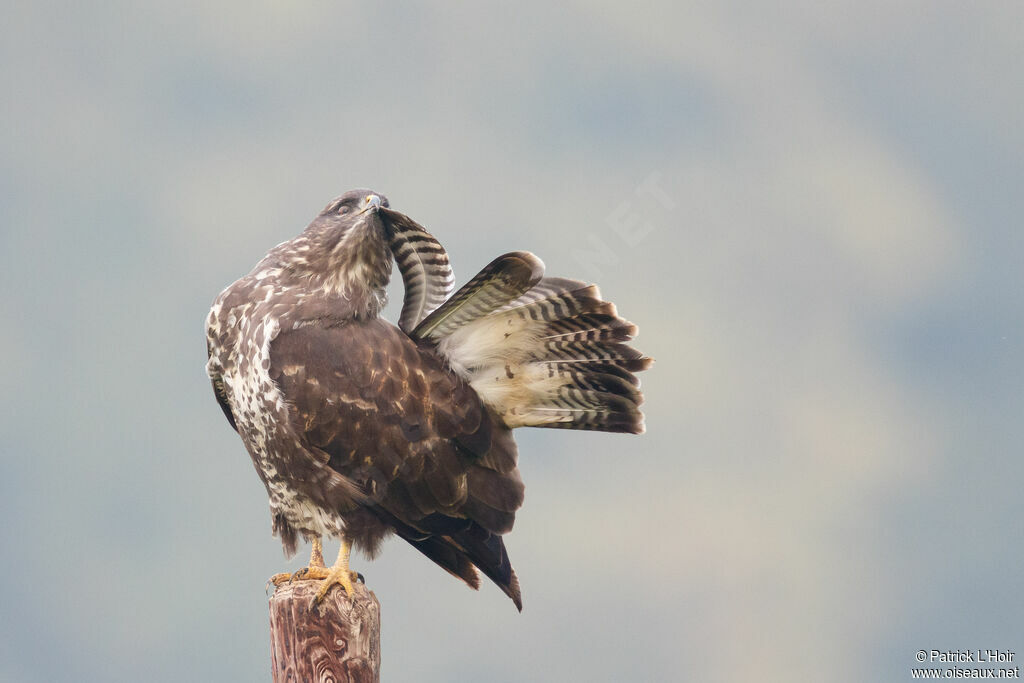 Buse variable