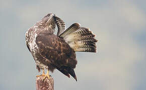 Common Buzzard