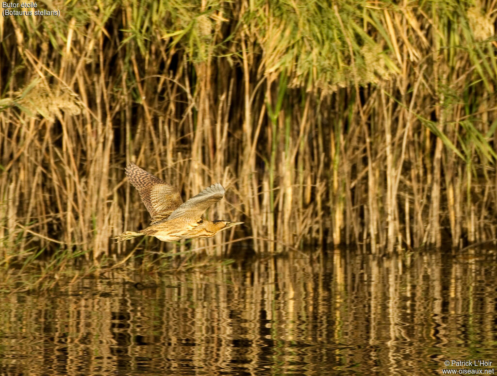 Eurasian Bittern