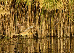 Eurasian Bittern