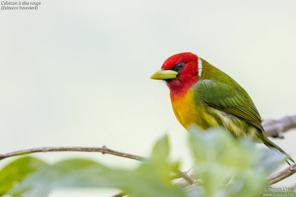 Red-headed Barbet male adult