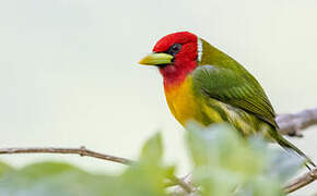 Red-headed Barbet