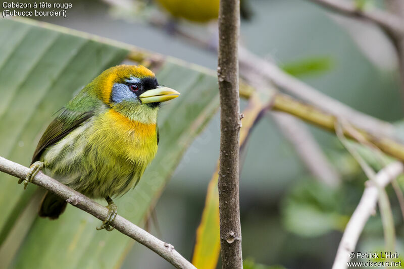 Red-headed Barbet female adult