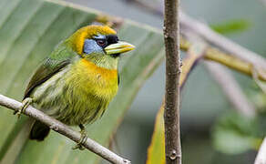 Red-headed Barbet