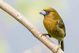 Prong-billed Barbet