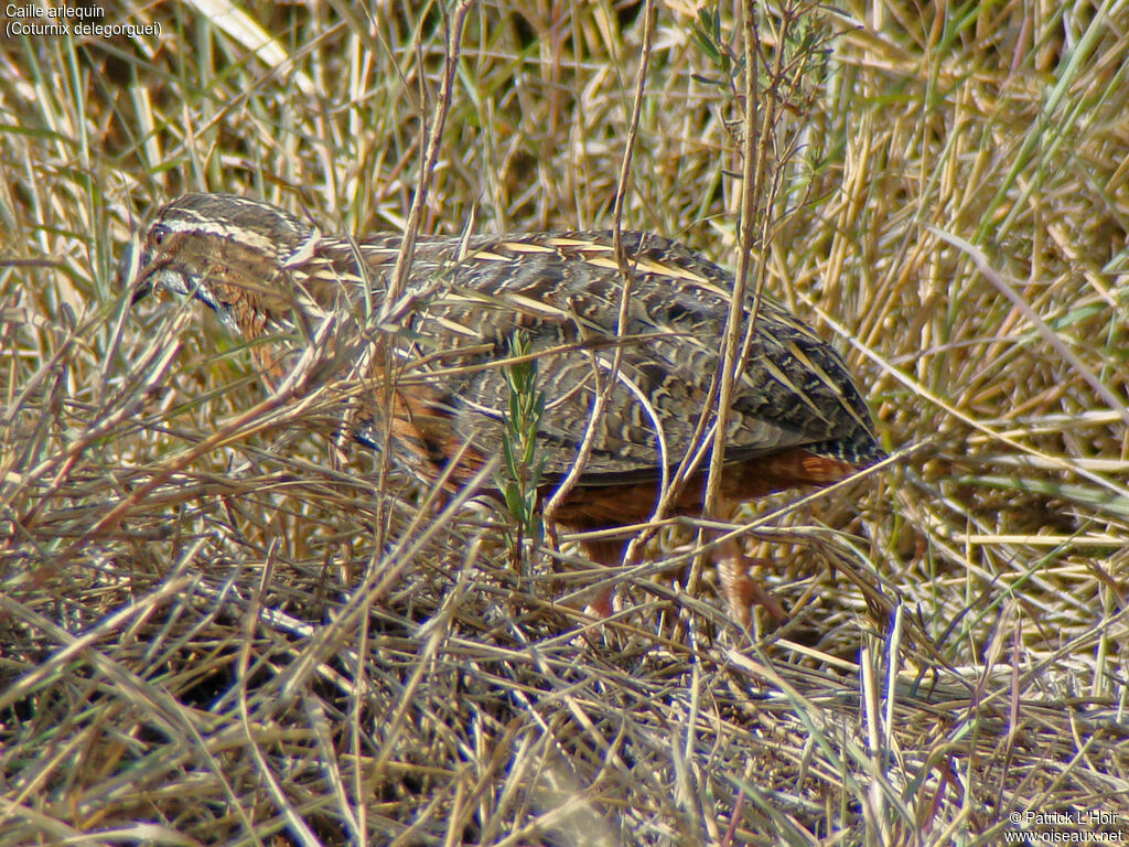 Harlequin Quail