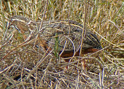 Harlequin Quail