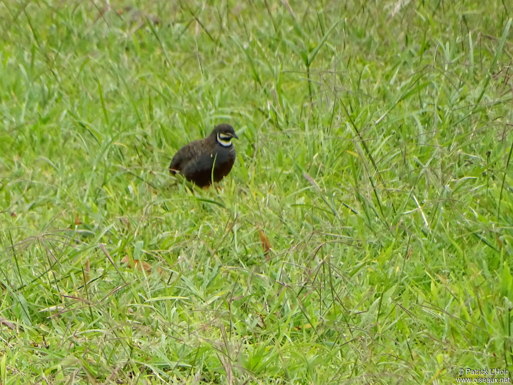 Caille bleue mâle adulte, identification