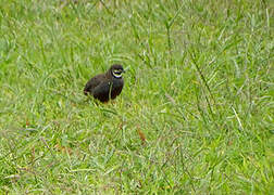 Blue Quail