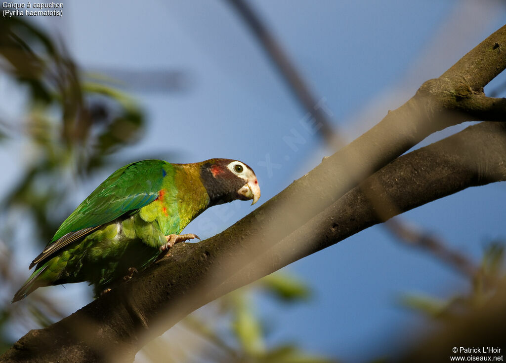 Brown-hooded Parrotadult