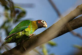 Brown-hooded Parrot