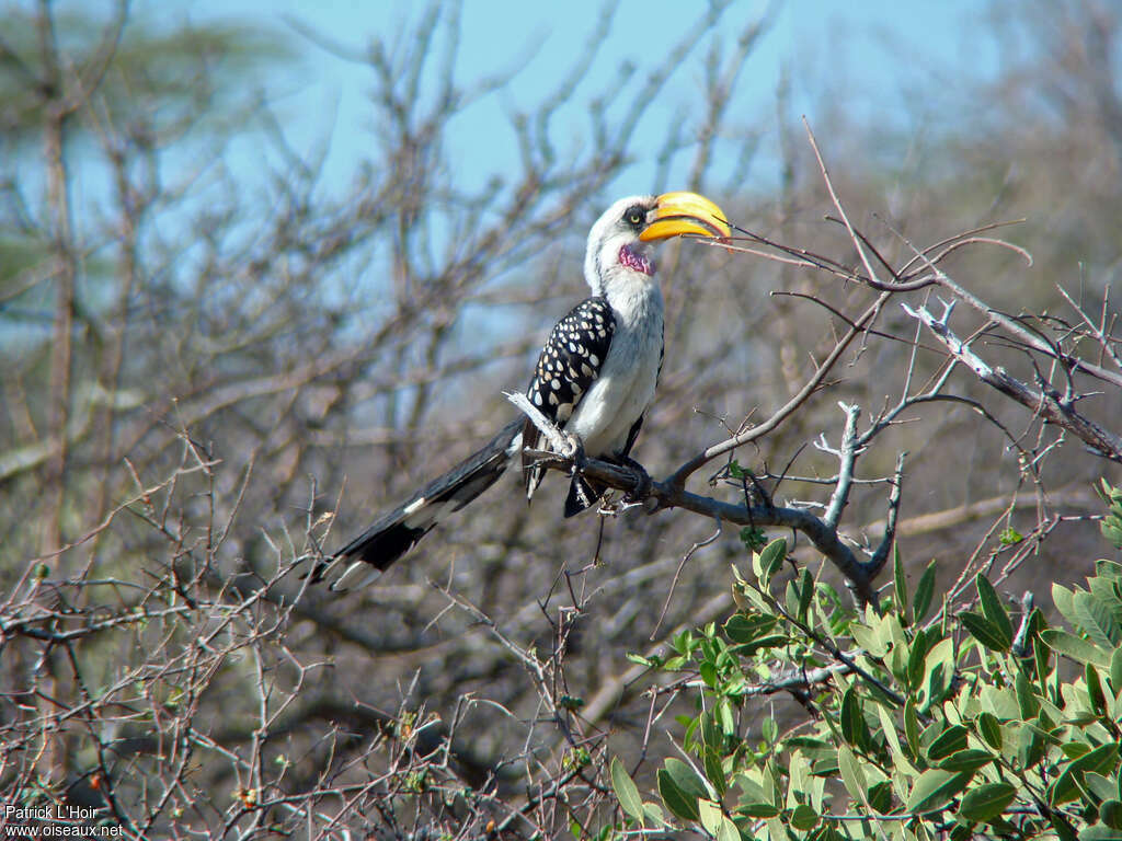 Eastern Yellow-billed Hornbill male adult, identification