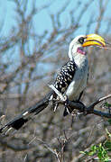 Eastern Yellow-billed Hornbill