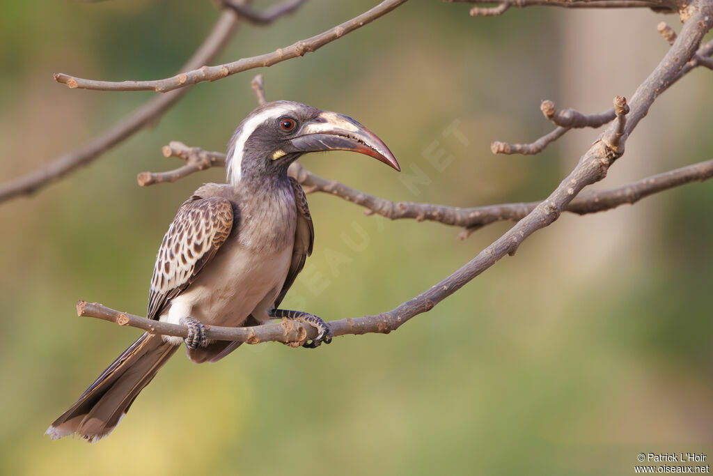 African Grey Hornbill female