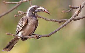 African Grey Hornbill