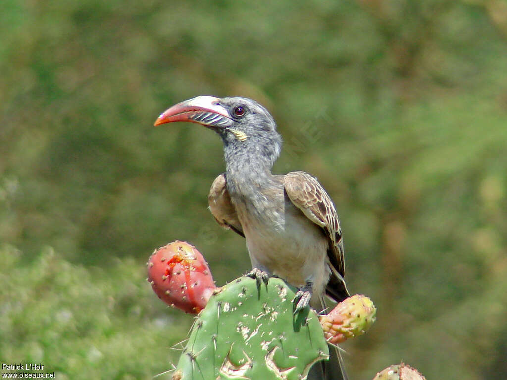 African Grey Hornbill female adult, habitat