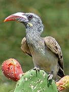 African Grey Hornbill