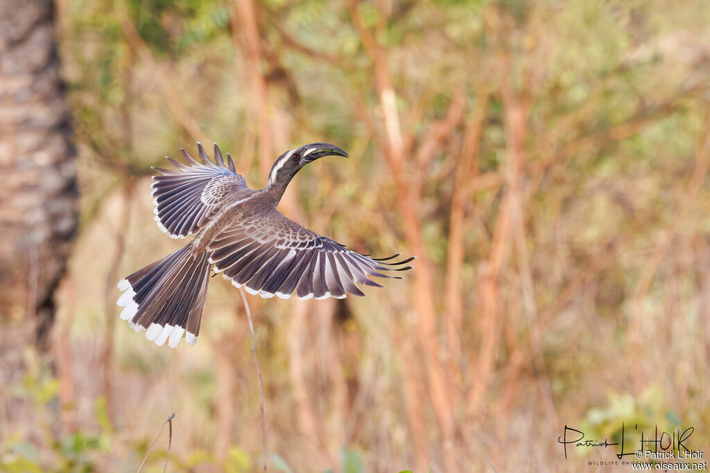 African Grey Hornbill