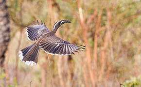 African Grey Hornbill