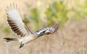 African Grey Hornbill