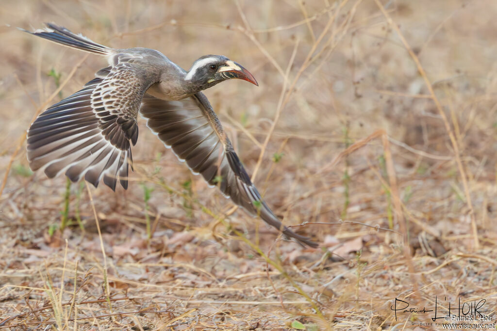 African Grey Hornbill