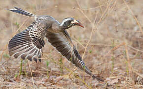 African Grey Hornbill