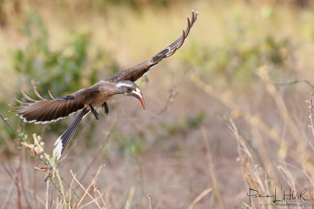 African Grey Hornbill